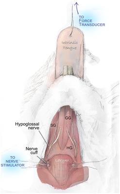 Altered tongue muscle contractile properties coincide with altered swallow function in the adult Ts65Dn mouse model of down syndrome